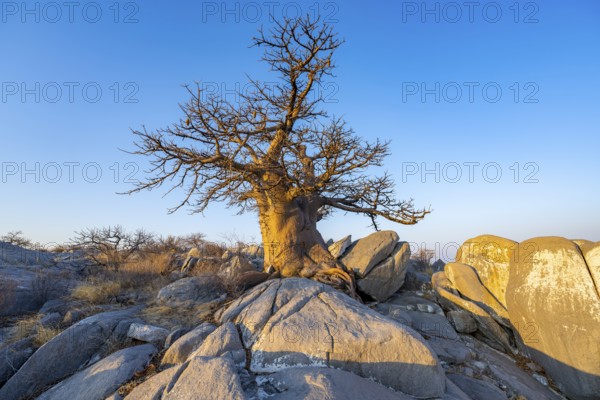 African baobab or baobab tree (Adansonia digitata), tree between round rocks in the evening light,