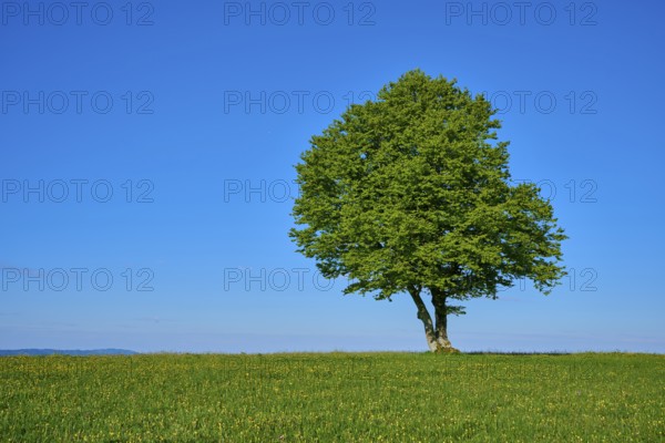 A large green copper beech on a green meadow, spring, Schauinsland, Freiburg im Breisgau, Black