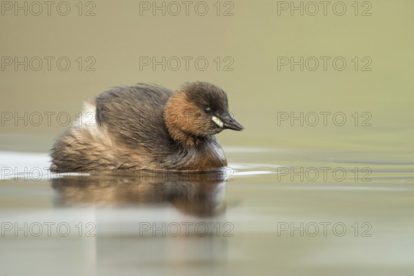 Fluffed up... Little grebe (Tachybaptus ruficollis), small, often hidden native water bird,