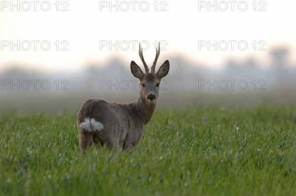 Roe deer (Capreolus capreolus), capital roebuck with beautiful antlers, antlers, long, high