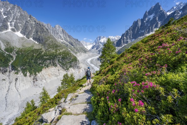 Picturesque mountain landscape with blooming alpine roses, imposing mountain peaks and glaciers,