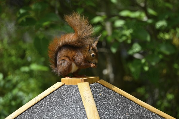 Eurasian red squirrel (Sciurus vulgaris), sitting on bird house, eating, Stuttgart,
