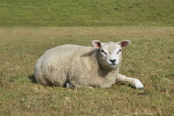 Texel sheep, a Dutch breed of domestic sheep originally from the island of Texel, lying on meadow
