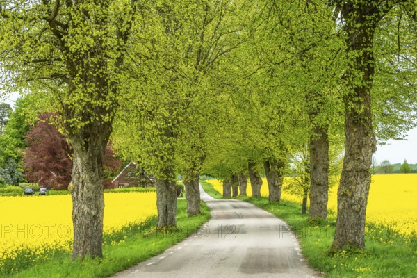 Small country road with avenue through fields of rapeseed in Högesta, Ystd municipality, Skåne