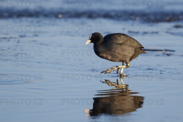 Eurasian Coot (Fulica atra) foraging, Netherlands