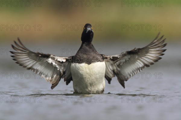 Tufted Duck (Aythya fuligula) male, North Rhine-Westphalia, Germany