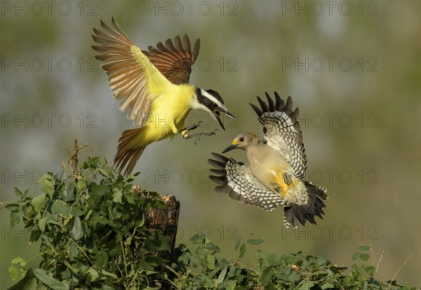 Great Kiskadee (Pitangus sulphuratus) & female Golden-fronted Woodpecker (Melanerpes aurifrons)