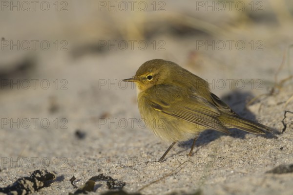 Common Chiffchaff - Zilpzalp - Phylloscopus collybita ssp. collybita, Germany