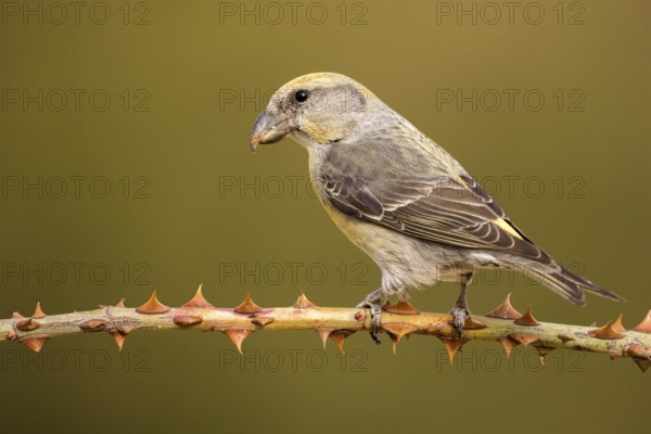 Red Crossbill (Loxia curvirostra) female perched on a branch, Aragon, Spain