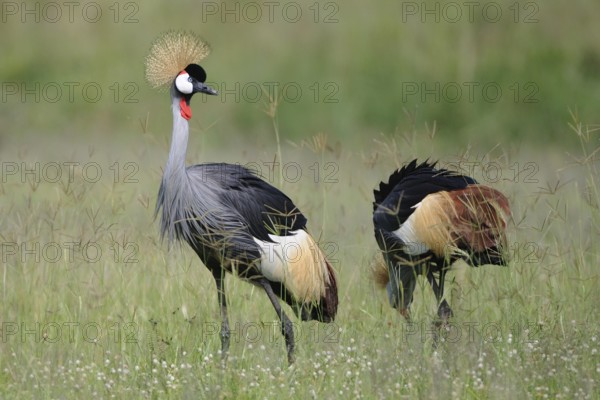 Grey Crowned Crane (Balearica regulorum) foraging, Uganda