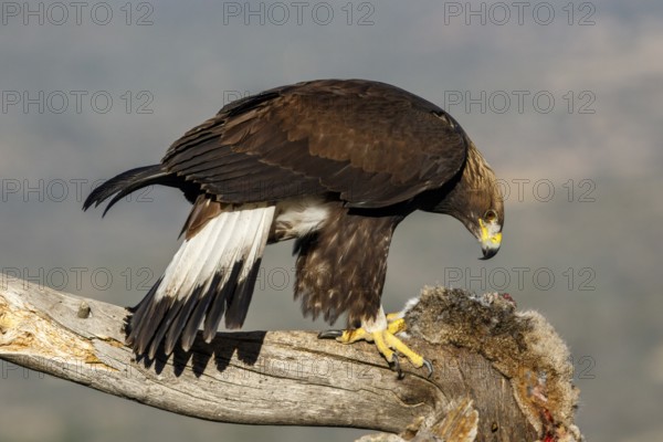 Golden Eagle (Aquila chrysaetos) immature, first winter plumage eating a rabbit, Castile and Leon,