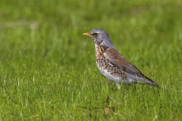 Fieldfare (Turdus pilaris) perched in a meadow, Mecklenburg-Western Pomerania, Germany