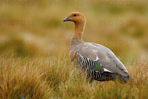 Goose in the grass, Chloephaga hybrida, Kelp goose, is a member of the duck, goose. It can be found