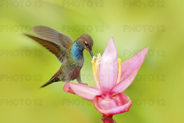 Bird sucking nectar from pink bloom. Hummingbird with flower. White-tailed Hillstar, Urochroa