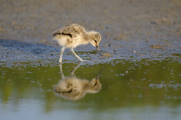 Saebelschnaebler (Recurvirostra avosetta), Avocet, Jungvogel bei der Nahrungssuche, mit Spiegelung,