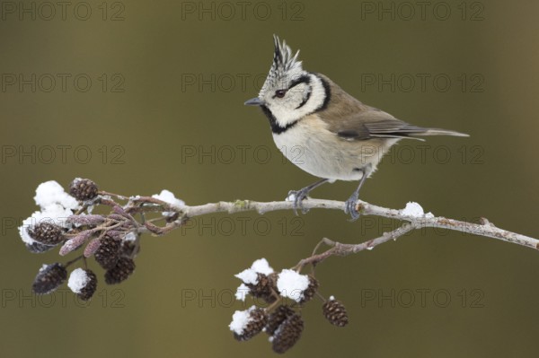European Crested Tit (Lophophanes cristatus), Rhineland-Palatinate, Germany