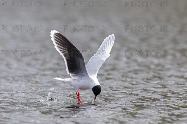 Hunting little gull (Hydrocoloeus minutus, Larus minutus) adult in summer plumage in flight