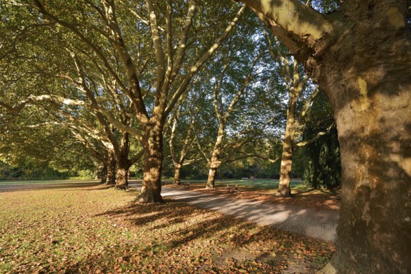 Path and common plane tree or Platanus × acerifolia (Platanus x hispanica, Platanus × acerifolia,