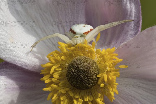 Goldenrod crab spider (Misumena vatia) sitting on the flower of an autumn anemone (Anemone