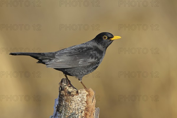 Blackbird (Turdus merula), male, sitting on an old tree stump in the forest, Wilnsdorf, North
