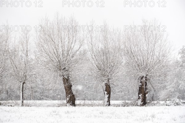 Old gnarled pollarded trees, pollarded willows in the snow on the Lower Rhine, on the left bank of