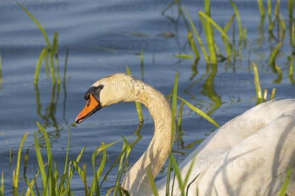 A Mute Swan (Cygnus olor) swimming on the shore of the Steinhuder Meer, animal photo, bird, bird