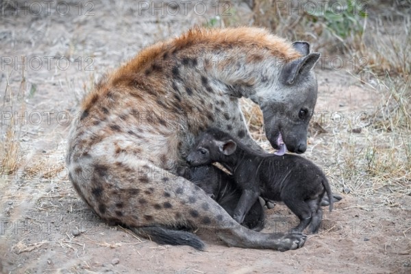 Spotted hyena (Crocuta crocuta), adult female licking young, lying down, Kruger National Park,