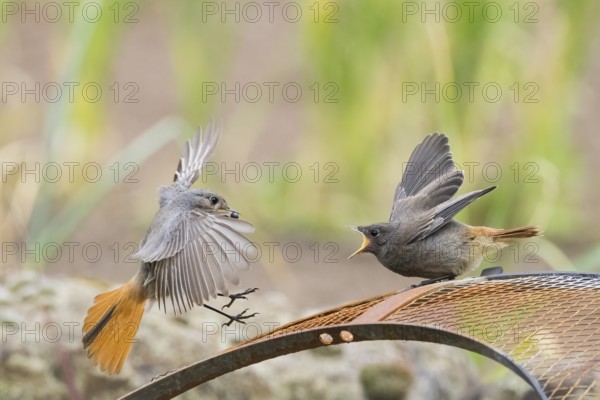 Female black redstart (Phoenicurus ochruros) approaching to feed a young bird on a wire mesh,