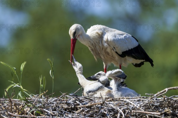 Stork feeding its chicks in the nest in front of a green, blurred natural backdrop, White Stork