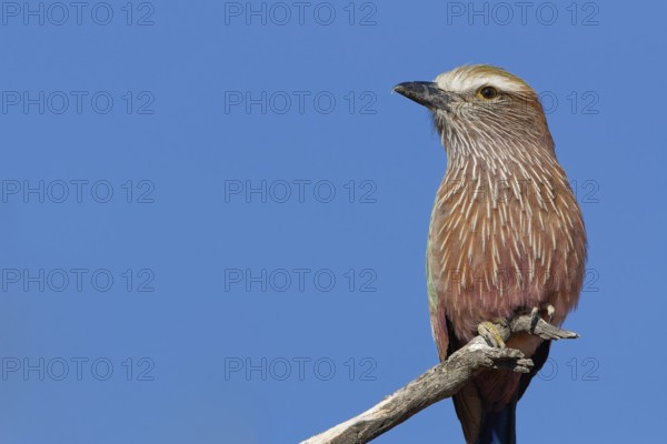 Lilac-breasted roller (Coracias caudatus), sitting on a branch, at the top of a tree, bird