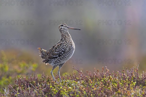 Great snipe (Gallinago media) male displaying at lek on tundra breeding ground in spring (June),