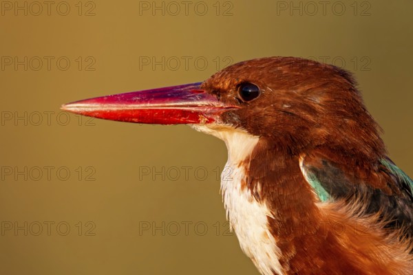 Braunliest, Smyrna Kingfisher, White-breasted Kingfisher, White-throated Kingfisher, Halcyon