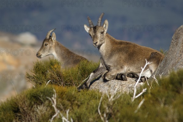 Western Spanish ibex (Capra pyrenaica victoriae) group standing on rocks, Sierra de Gredos, Castile