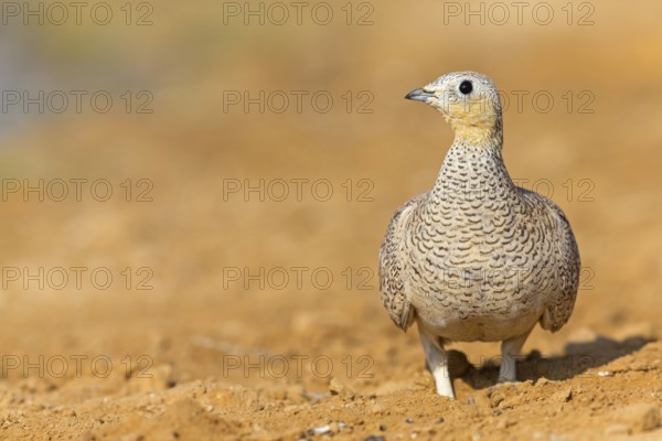 Kronenflughuhn, Crowned Sandgrouse, Pterocles coronatus, Ganga couronné, Ganga Coronada
