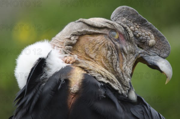 An Andean Condor at Parque Condor (Condor Park) in Otavalo, Ecuador. The Condor Park is a place