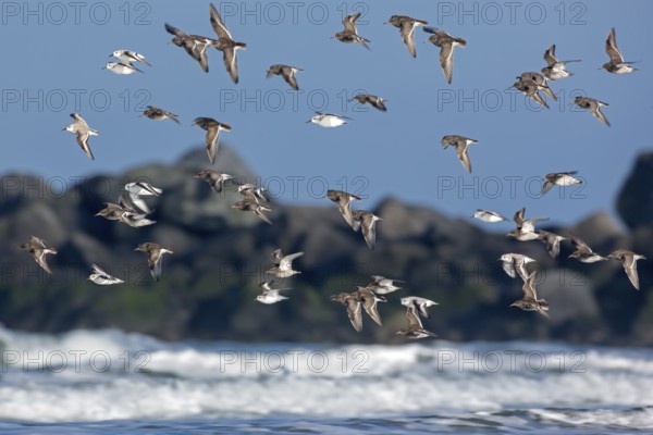 Purple Sandpiper & Sanderling (Calidris maritima & Calidris alba) flock flying, Schleswig-Holstein,