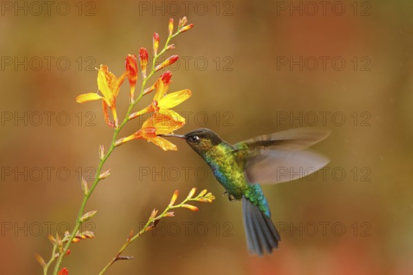 Fiery-throated Hummingbird, Panterpe insignis, shiny colour bird in fly. Wildlife flight action