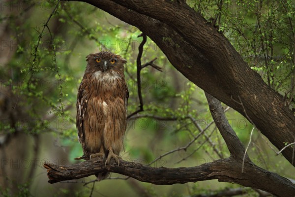 Brown Fish-owl, Ketupa zeylonensis, rare bird from Asia. India beautiful owl in nature forest