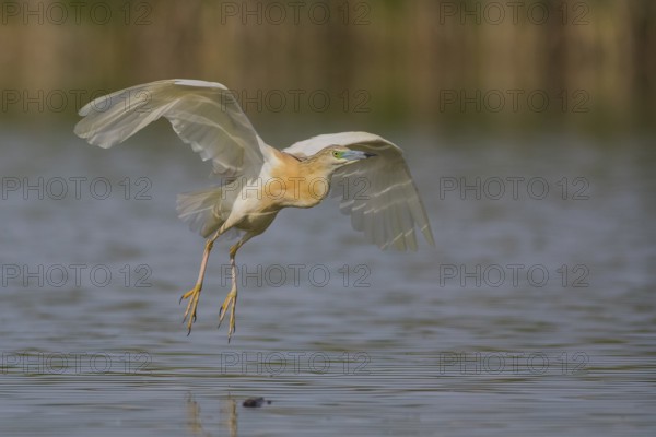 Squacco Heron (Ardeola ralloides) flying, Subotica, Serbia