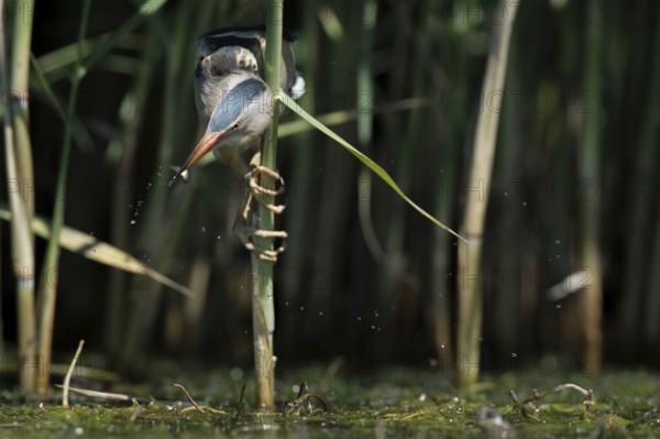 Little Bittern (Ixobrychus minutus) foraging, Bulgaria