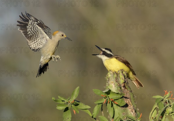 Great Kiskadee (Pitangus sulphuratus) & female Golden-fronted Woodpecker (Melanerpes aurifrons)
