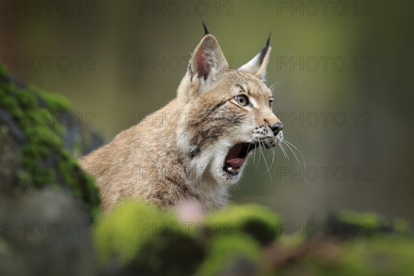 Lynx with open muzzle, bellowing in the forest. Sitting Eurasian wild cat on green mossy stone,