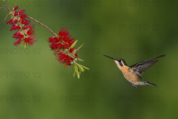 White-throated Mountain Gem (Lampornis castaneoventris) high in the mountains at San Gerrardo de
