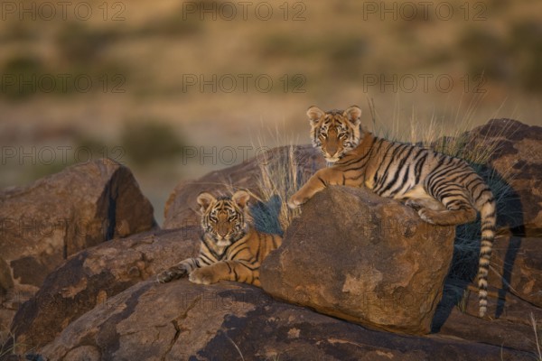 Bengal Tiger (Panthera tigris) two cubs in morning light on a rock, captive, Philippolis, South