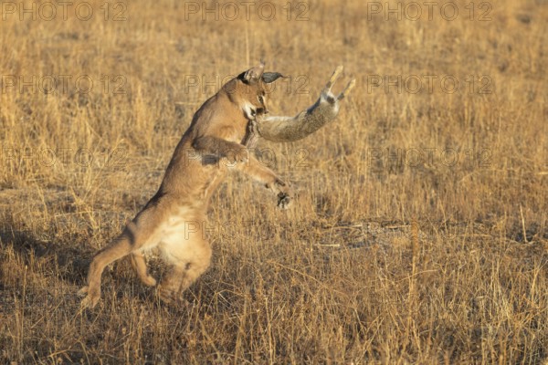 Caracal (Caracal caracal) adult hunting Iberian Hare (Lepus granatensis), Castile-La Mancha, Spain