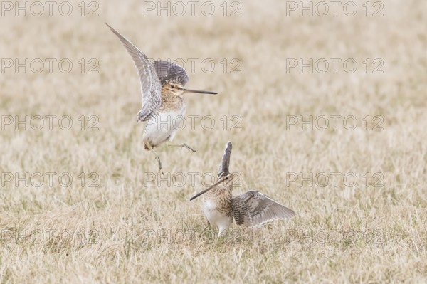 Common Snipe : Grimsey Island : Iceland