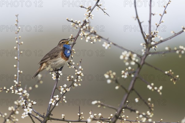 Bluethroat (Luscinia svecica cyanecula) male singing from branch, Mecklenburg-Western Pomerania,