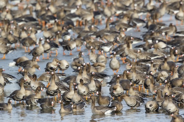 Greater White-fronted Goose (Anser albifrons) huge flock resting in water, North Rhine-Westphalia,
