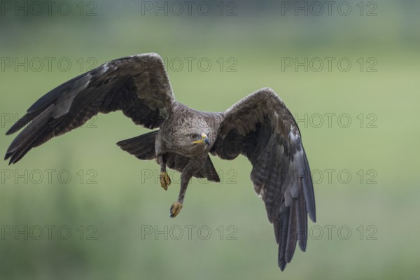 Lesser Spotted Eagle (Clanga pomarina) flying over grassland, Mecklenburg-Western Pomerania,