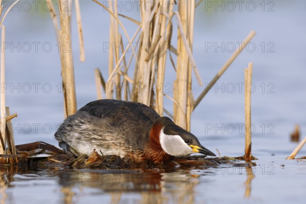 Red-necked Grebe (Podiceps grisegena) invitating to mating on nest, Mecklenburg-Western Pomerania,
